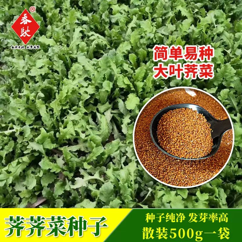 批发大叶荠菜种子 500g野菜荠荠菜籽 四季易发芽阳台盆栽蔬菜种籽