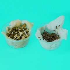 Children plant green plants small pot DIY science experiment seeds germination kindergarten students seeds toys wholesale