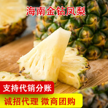 海南凤梨新鲜应当季水果香水金钻大菠萝手撕菠萝无眼小菠萝