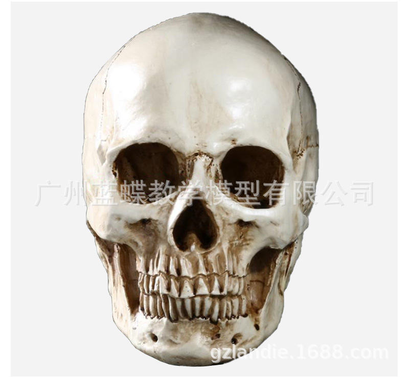 ��֬����ͷ����滭��ͷ���������弡���������ͷ­ͷ��ģ������