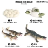 2440 crocodile growth cycle (4 sets)
