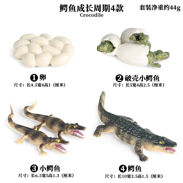 2440 crocodile growth cycle (4 sets)