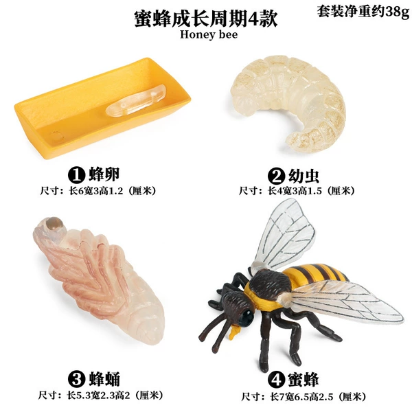 KZ bee growth cycle 4 sets of 4 sets