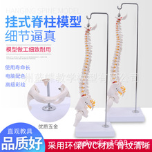 悬挂式 45CM人体脊柱带骨盆半腿骨神经骨盆模型 软腰椎 脊椎模型