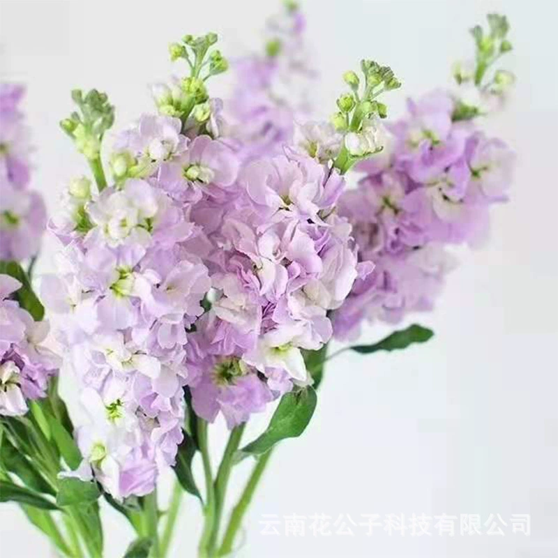 Фиолетовые цветы Юньнань база флорист Свадебный Цветочный салон Цветочная корзина букет Чэнгун база оптом