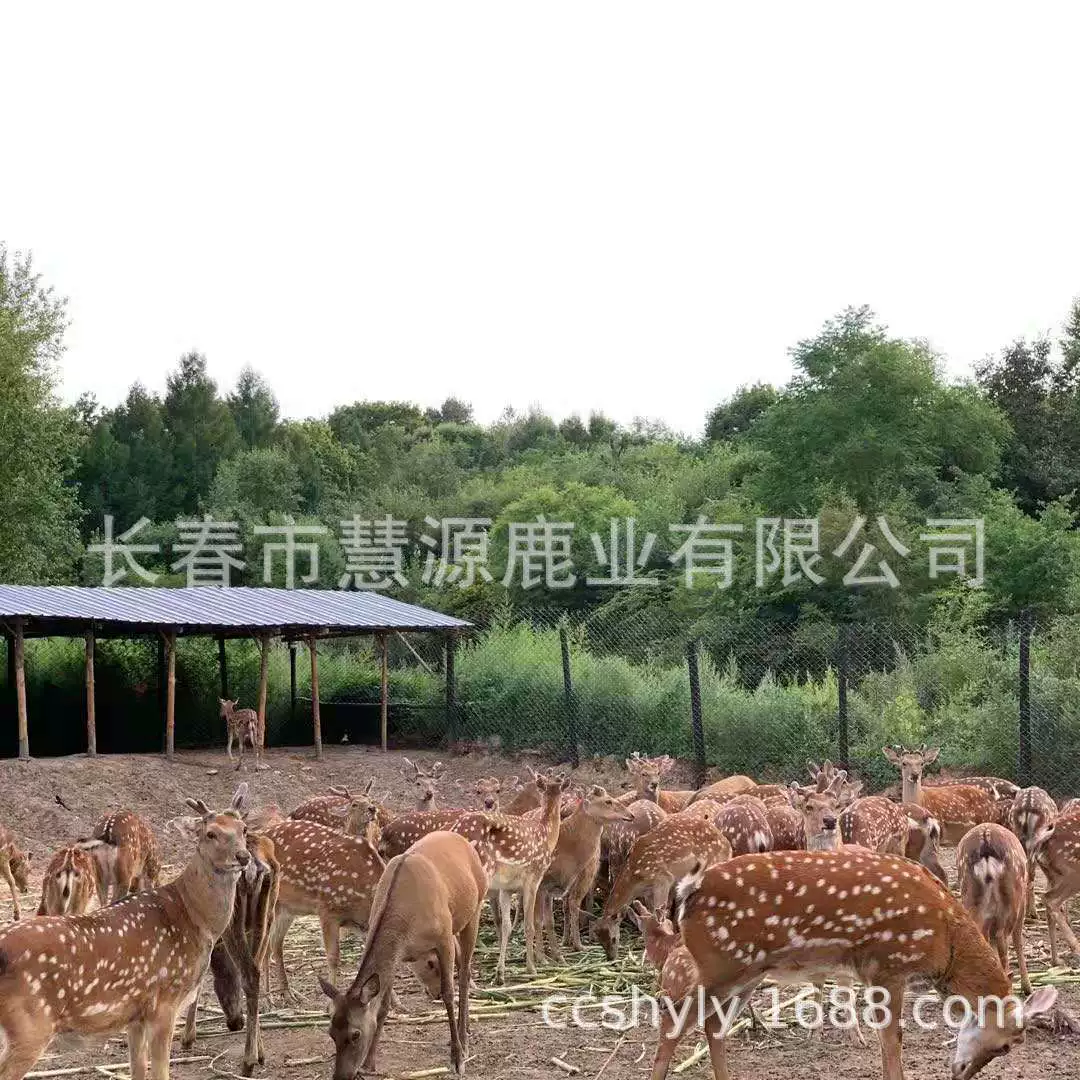 Чанчунь Huiyuan оленей промышленность оптом цветок сливы рога свежие рога таблетки оленей фермы собственного производства оптом и в розницу