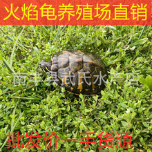 火焰龟苗大小乌龟红腹深水龟观赏水族金鱼养殖场批幼龟优质活体