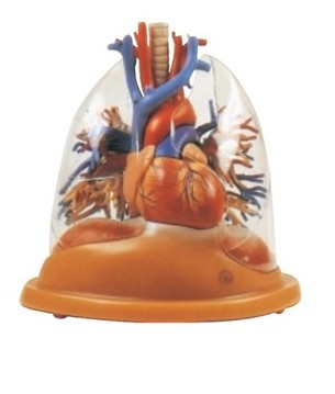 ����ģ�� ��Ѫ�� ͸���� ���� ֧������������ģ��͸���ζ�֧����