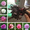 Perennial peony root block with buds and peony roots, peony flowers, biscuits of peony flowers