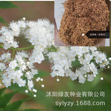 批发珍珠梅种子  珍珠枚 观花灌木   夏日开花 珍珠梅是蔷薇科