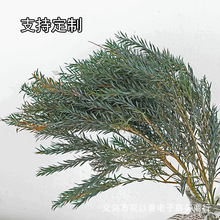 【永生花千层金】天然干花真花花环厥叶材diy材料包配草家居插花