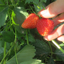 ��ϵ�l�_�������ݮ�� ������Ʒ�N��ݮ�N����� �։Ѻ������