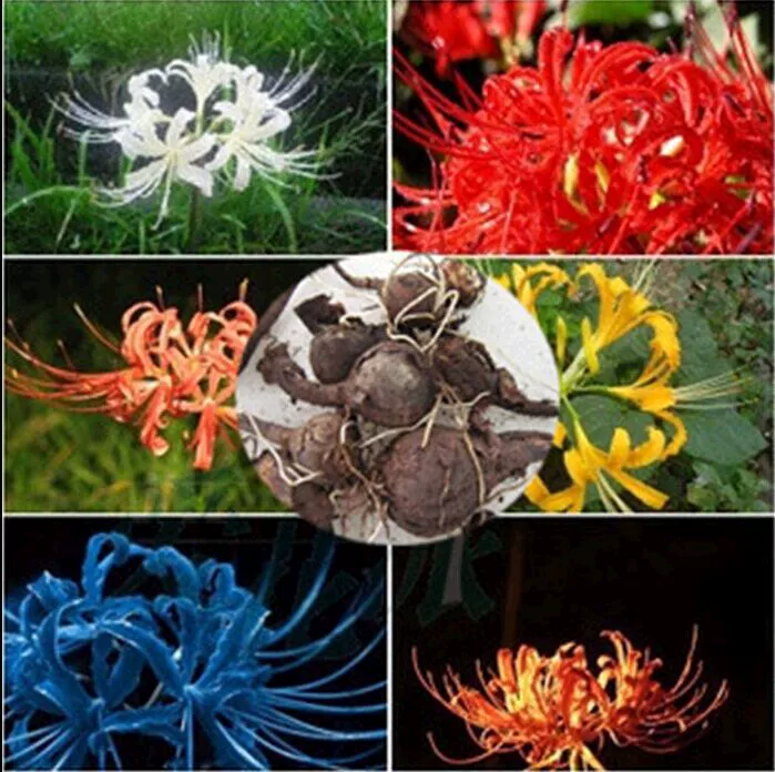 Цветочные луковицы Кливии, цветочный сад Мандала в горшках, цветочные луковицы Аmaryllis, семена цветов, многовременное посадка