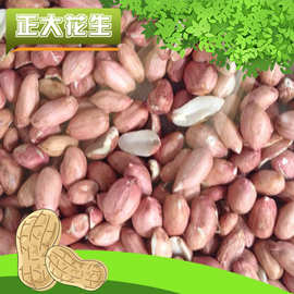 去壳红皮花生米 榨油炒货零食花生米大颗饱满花生米批发现货出口
