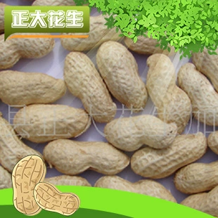 生产供应 炒货花生果  花生果 带壳花生米批发