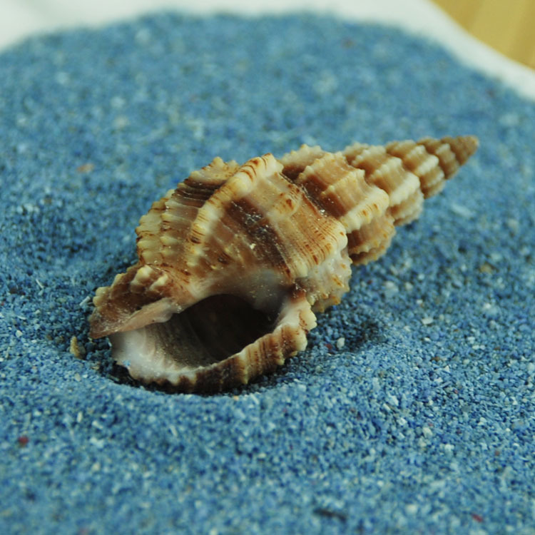 Pine nut snail, natural seashell, fashionable decorative fish tank/aquarium substrate, 3-4CM manufacturer.