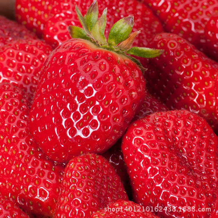 供应多种食用级粉末香精 草莓粉末香精 糕点饮料冰激凌用草莓香精