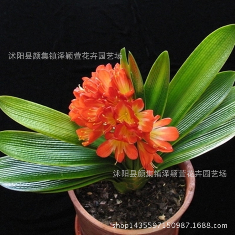 批发君子兰盆栽 君子兰苗 室内绿植高档盆栽 品质保证 包开花