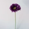 Deep purple