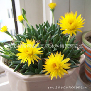 �ղ�   �S���ղ� ���_�����ľGɫ����ֲ��