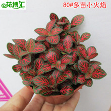 ���l��������ֲ�� 80#С����W�y�ݻ�����������ֲ�ﻨ��̦�\΢��