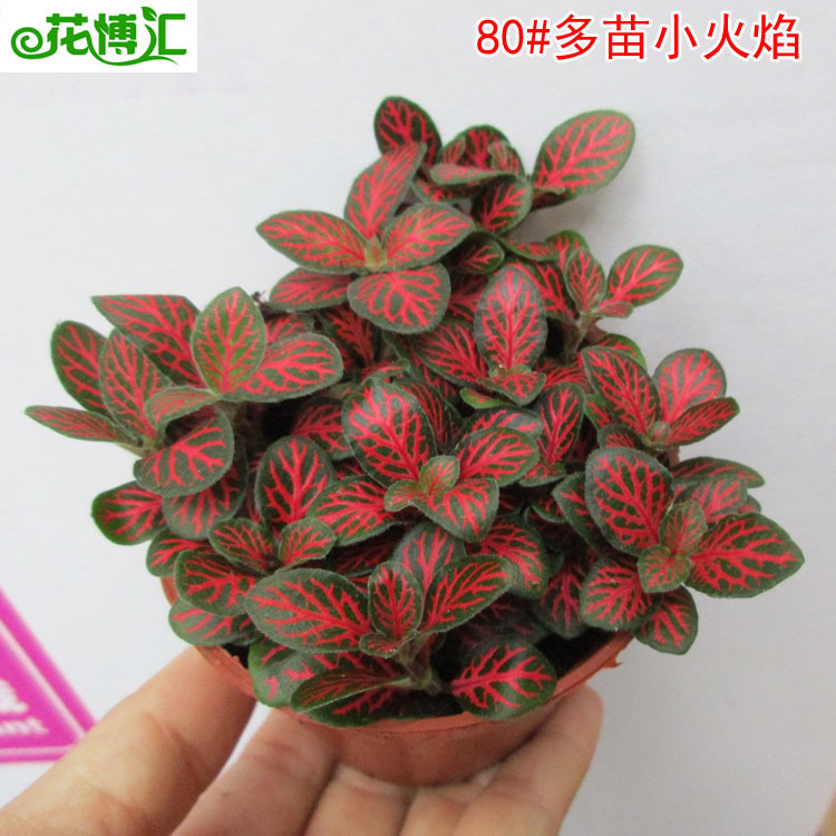 批发花卉盆栽植物 80#小火焰网纹草花苗桌面盆栽植物花卉苔藓微景