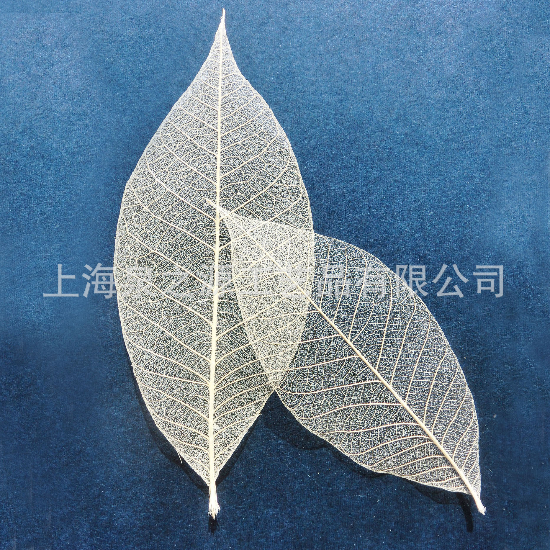Rubber tree leaf vein specimen natural and environmentally friendly pressed flower painting dried flower material pastoral style DIY decoration wholesale