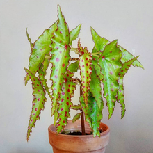 秋刀鱼秋海棠begonia amphioxus ins风网红绿植室内盆栽植物