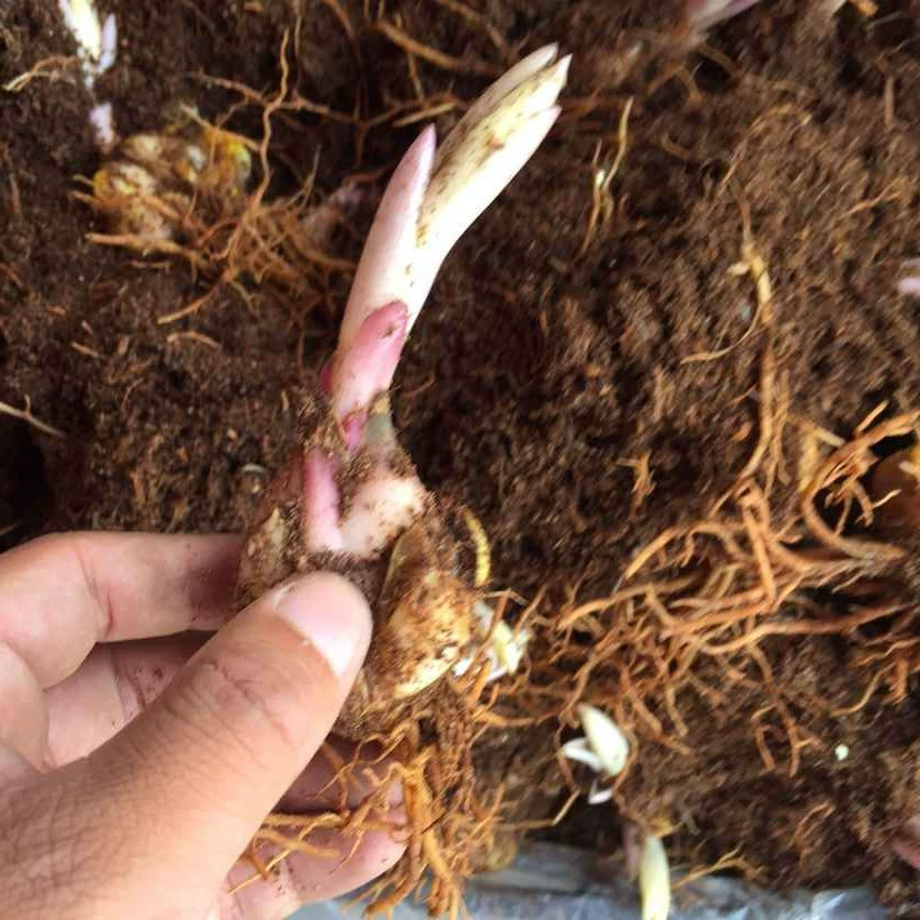 Оптовый шарик семян лилии гидропонный цветок зеленое растение офис дом Лилия в горшке