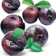 ���u�F؛������÷��s֭ �o���ӝ�s֭���lˮ����s֭���{