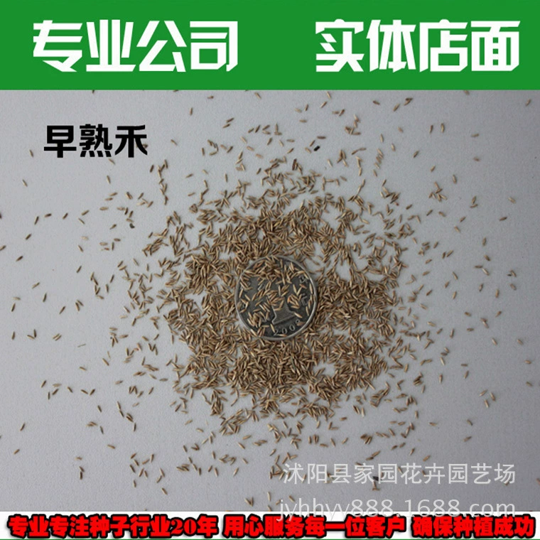 Оптовая продажа высококачественных семян газона Семена луговой морозостойкие термостойкие, легко сажаемые, устойчивые к топтанию вечнозеленая трава Four Seasons