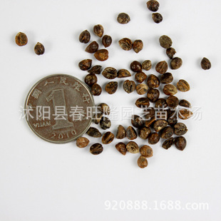 ���w�����l����ֲ��  ��ɽ���N���������\/���~���\ ͥԺ�@���쾰