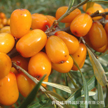 ɳ��ԭ�� ɳ����s֭ ���u�S�� ɳ����֭���ԭ�� ����֭�Ʒ���l