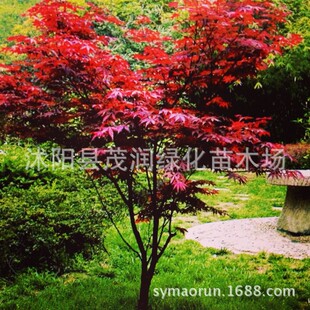 �t�����Ї��t��ͥԺ�G���L�����̨���Բ��~�@�ֹ����羰�^ֲ��