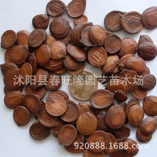 ���l�²ɘ�N�� ����׷N�� �t������� �����G�N�� �����G�N��