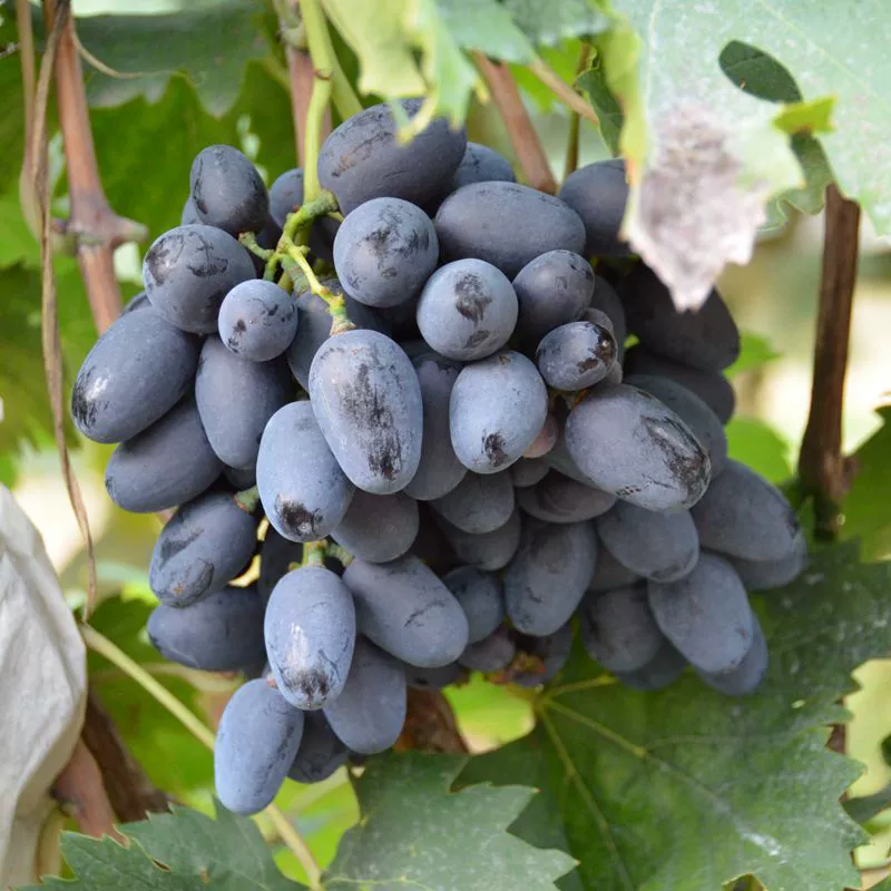 Поставка виноградных саженцев A17 (пурпурный сладкий без косточек) высококачественных привитых виноградных саженцев