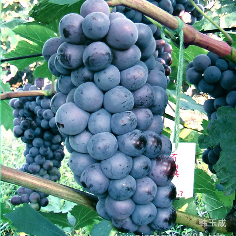 Каберне Змея Дракона Каберне Совиньон