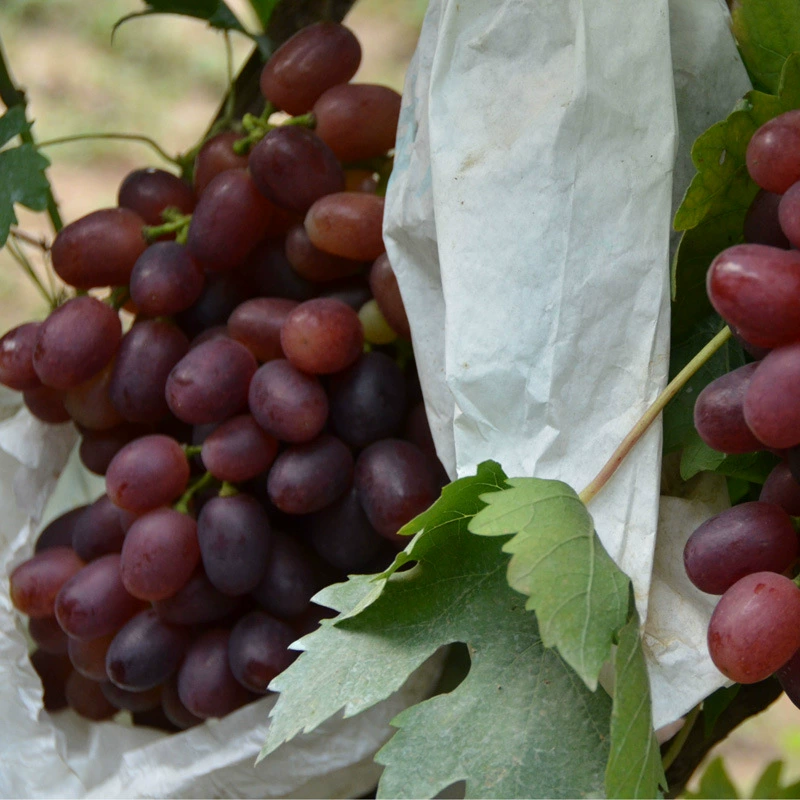 [Поставка] Hongbalado привитые рассады винограда Добро пожаловать на купить рассаду винограда Hongbalado