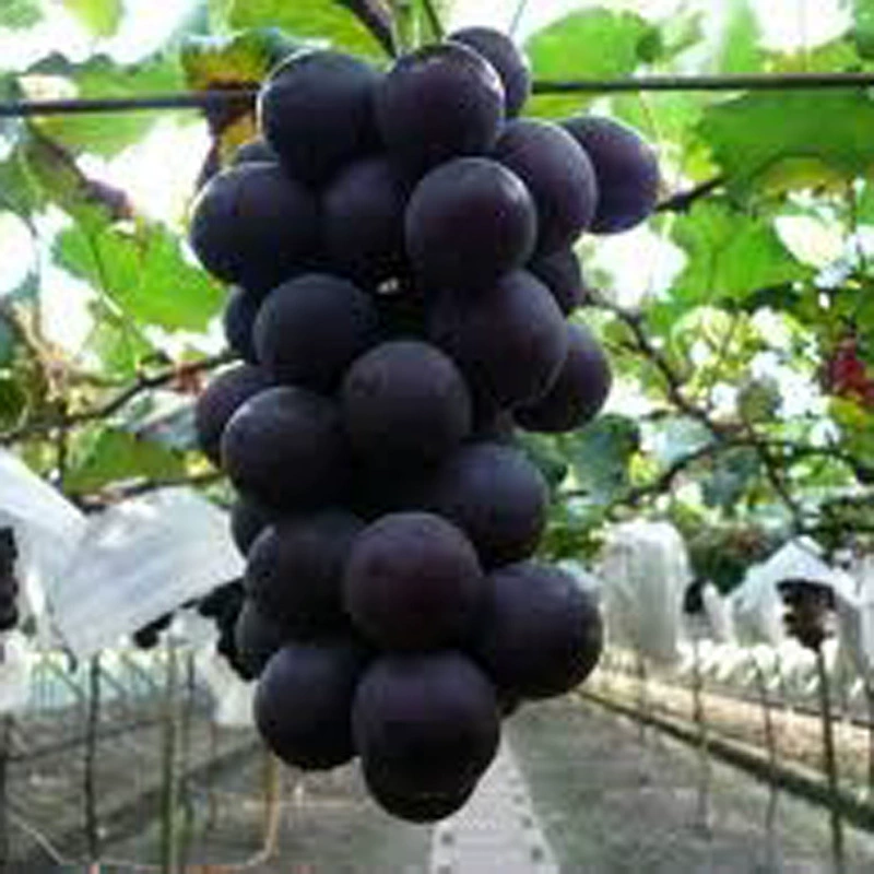 Питомник Прямые поставки Jufeng рассады винограда Высокой чистоты высокого качества Шаньдун Jufeng рассады винограда Высокое качество Jufeng рассады