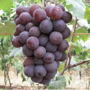 Shandong Yongyou No. 1 Grape Seedling Climbing Vine Yongyou Seedling 0.5 Nursery Direct Supply Grape Seedling Fruit Sapling