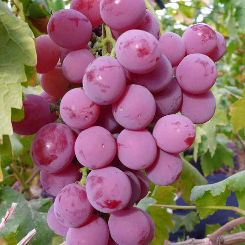 [Поставка саженцев винограда] Красный виноград Привитые саженцы винограда Сорт I Рассада Более 0,5 Высококачественные саженцы красного винограда