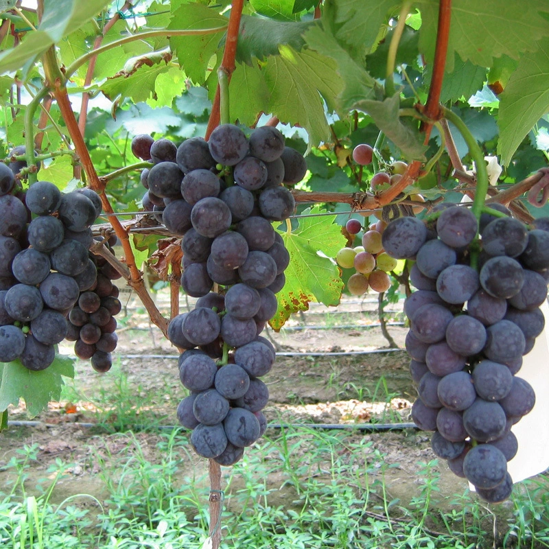 [Поставка] Саженцы гигантского розового винограда Вкус Хорошая устойчивость к болезням Хорошо 0,4 Выше Спецификация Саженцы винограда I сорта Гигантская Роза