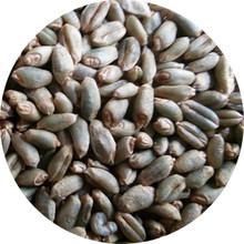 散装1件=1斤 绿小麦原粮  精选绿小麦批发(不做种子用）