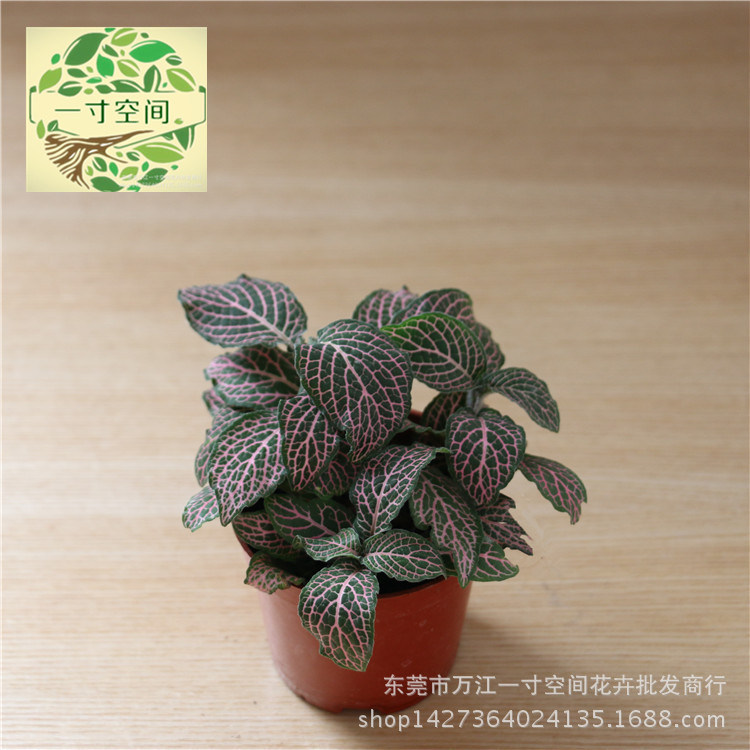 苔藓微景观植物 微景观生态瓶 DIY造景植物粉色网纹草批发A80盆