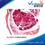 文昌鱼性腺横切 脊索动物门 生物切片标本 教学器材 显微镜玻片