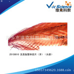 文昌鱼整体装片（洋）  脊索动物门 动植物切片标本 显微镜玻片