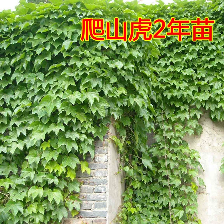 Партеноцисс Лиана рассада пятилистовая молотая парча стена альпинистская мастер затенение охлаждение 2 года рассада Виноград