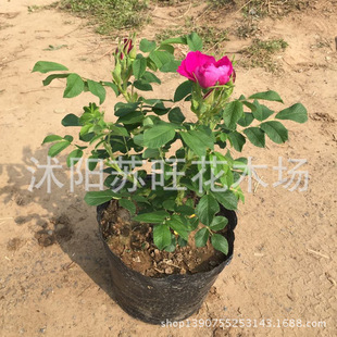 ����ֱ�Nõ���� �����_����  �ļ� õ��С�� �@ˇõ�廨 ������]