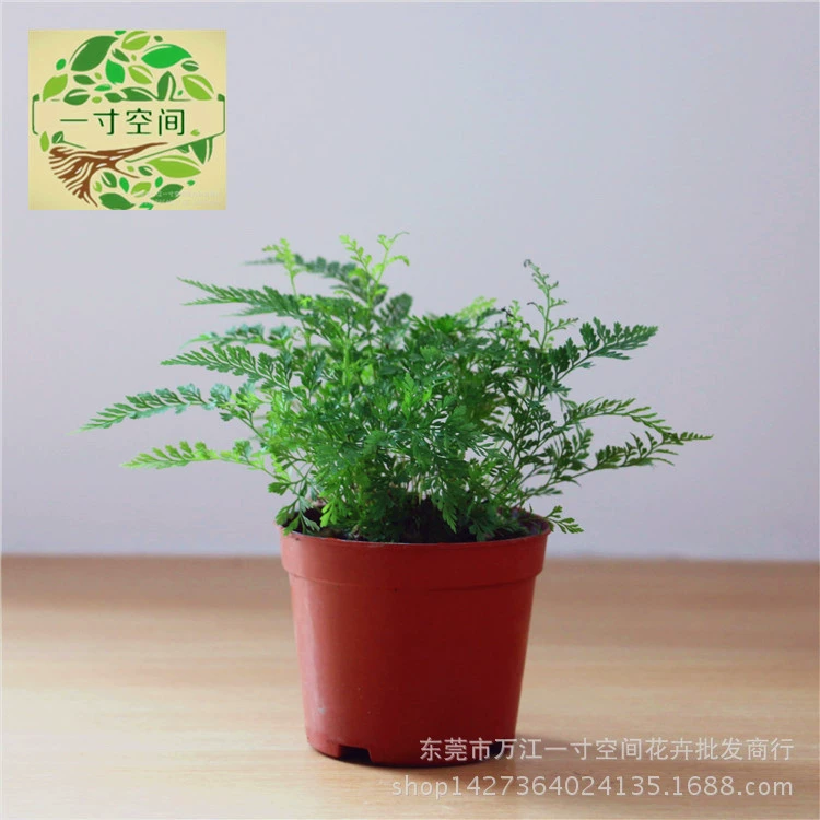 Мох микроландшафт микроландшафтные растения волчий хвост папоротник суккулентный папоротник ландшафтный дизайн горшечные растения оптом C90