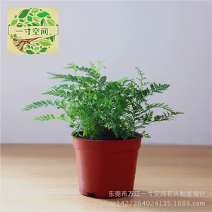 Moss Micro -Wandscape Micro -Wandscape Plant Wolf Tail Fern, сочный папоротник ландшафтный горшечный растение оптом C90